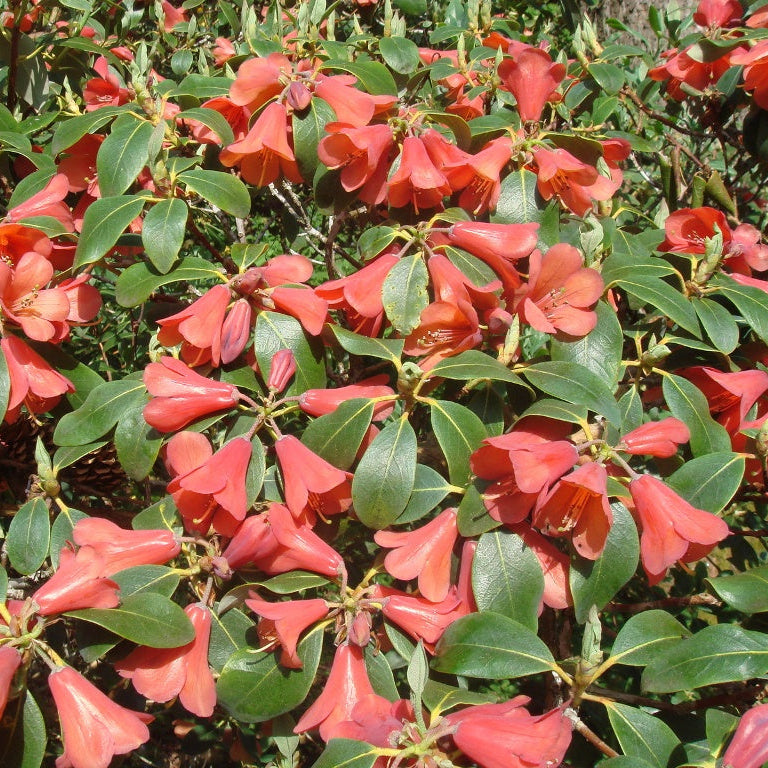 Rhododendron cinnabarinum ssp. xanthocodon (Concatenans Group) 1973/068