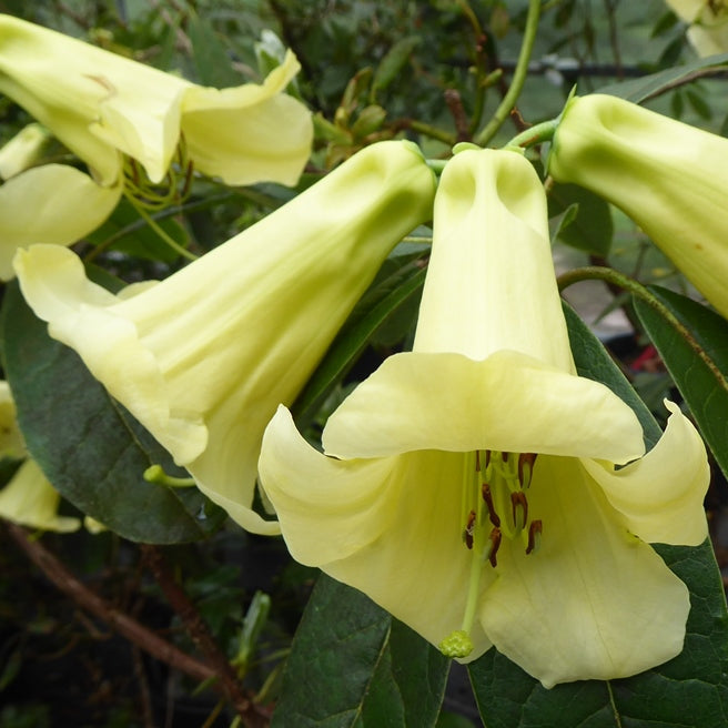 Rhododendron dalhousiae var. dalhousiae