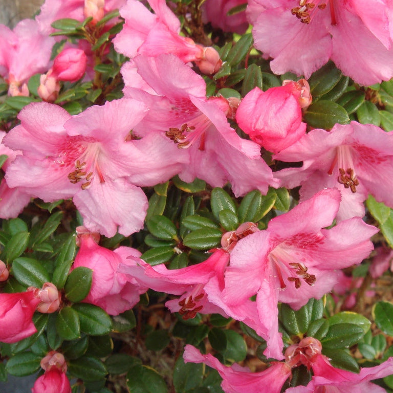 Rhododendron dendrocharis 'Gem'  CCH