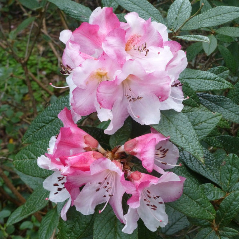 Rhododendron edgeworthii  JN