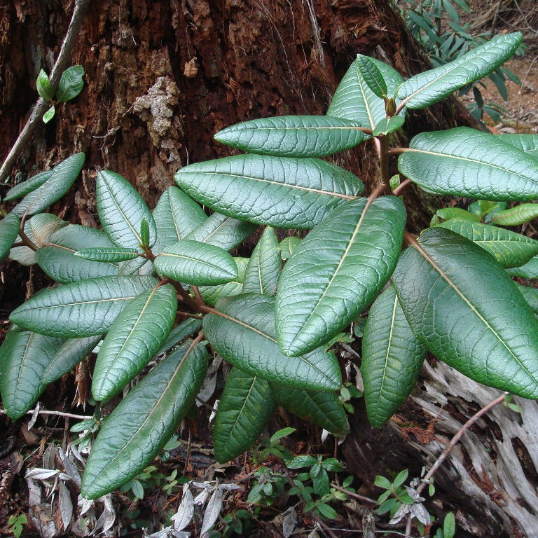 Rhododendron excellens  FMWJ
