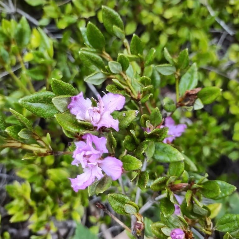 Rhododendron farrerae  1978/037