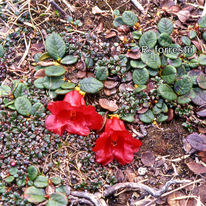 Rhododendron forrestii ssp. forrestii