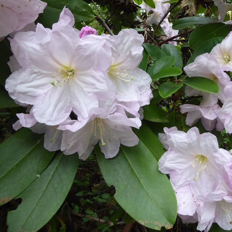 Rhododendron fortunei ssp. fortunei