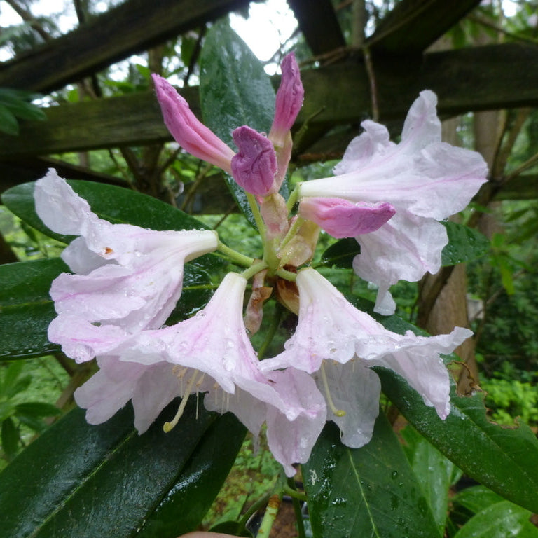 Rhododendron fortunei ssp. fortunei  SEH