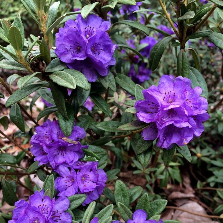 Rhododendron hippophaeoides 'Haba Shan'  2013/281