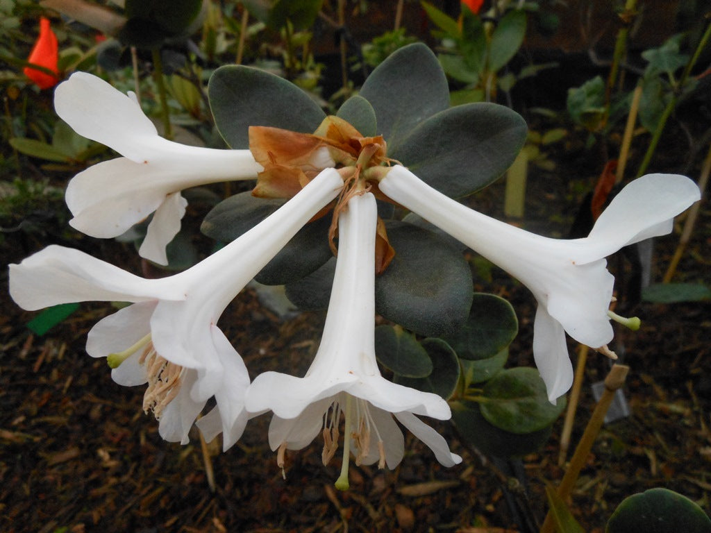 Rhododendron hyacinthosmum  2017/023