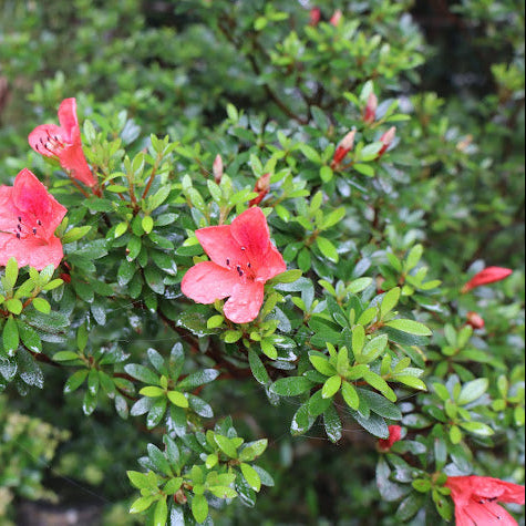 Rhododendron indicum  2010/019