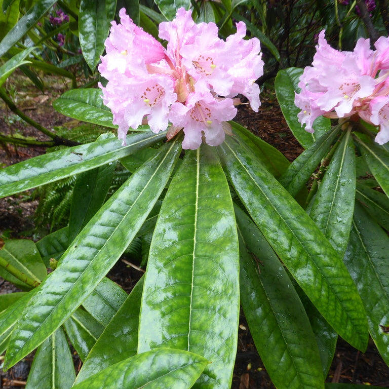 Rhododendron jingangshanicum  RSBG (3g)