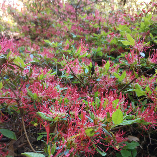 Rhododendron kaempferi 'Semperflorens' 1979/171