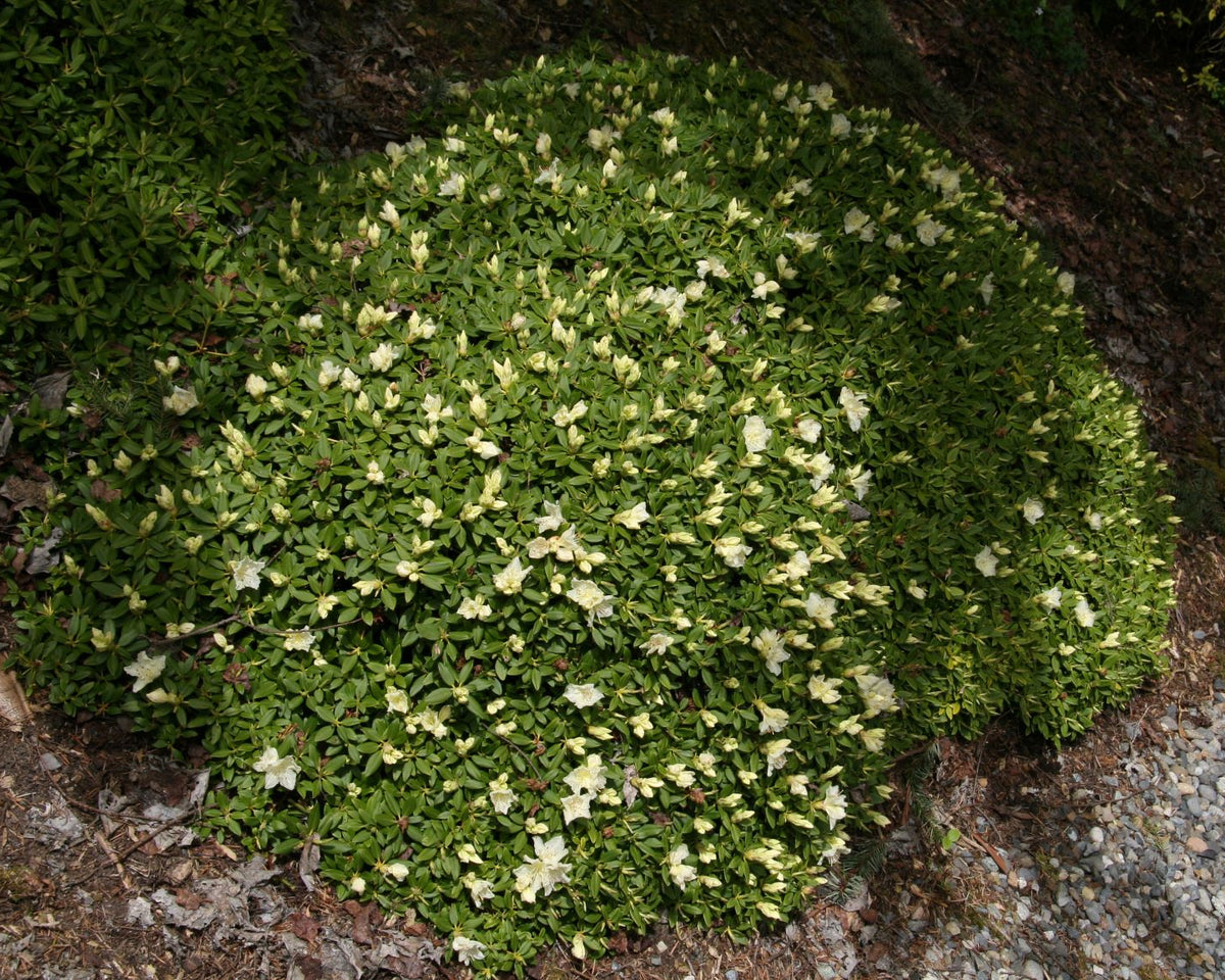 Rhododendron keiskei 'Yaku Fairy'  1974/014