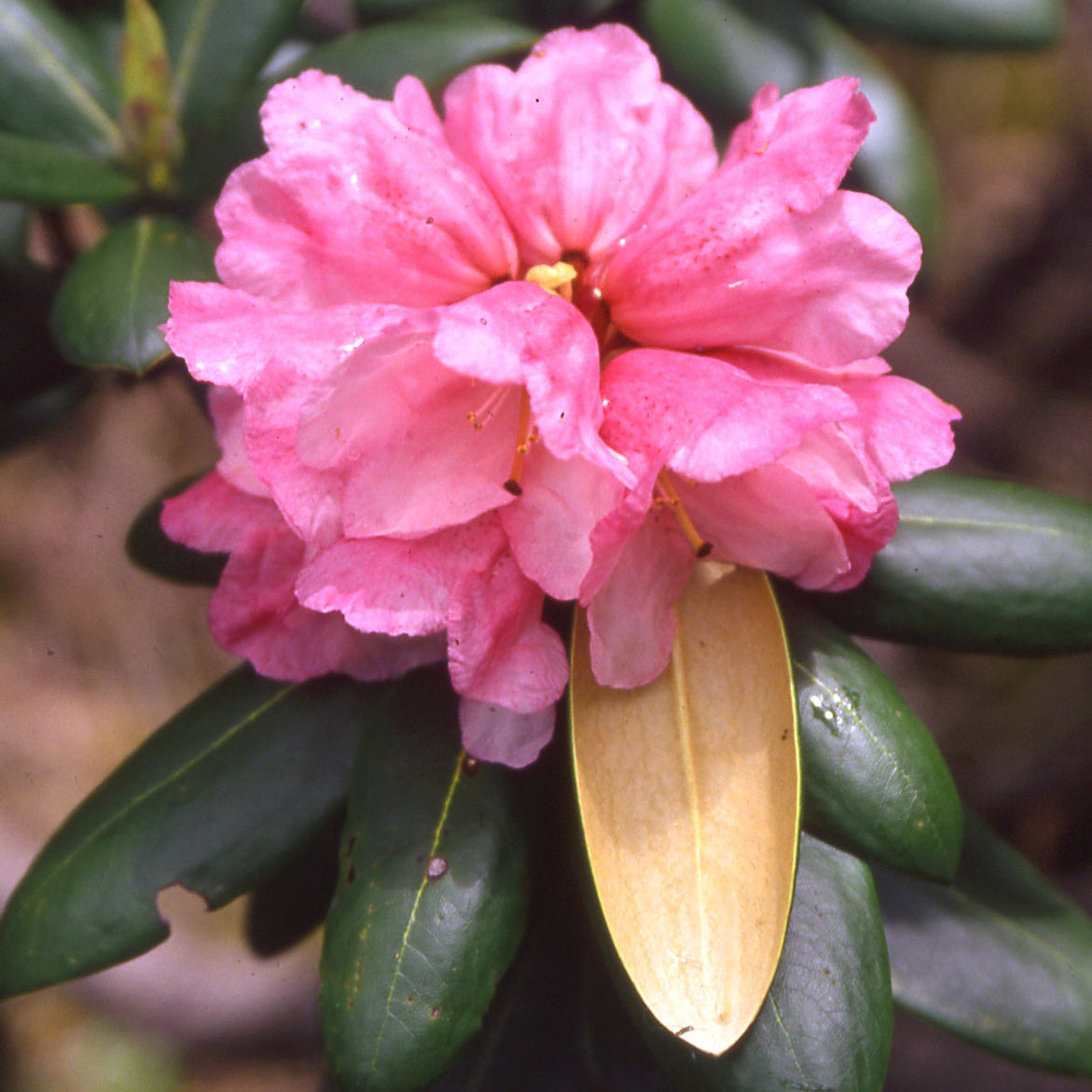 Rhododendron aganniphum  EV