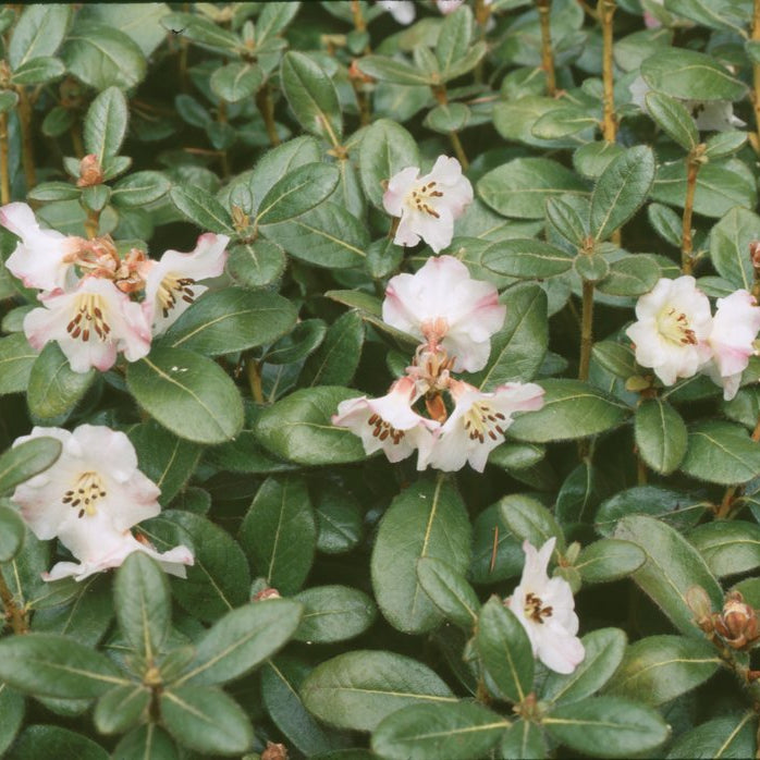 Rhododendron leucaspis  APA