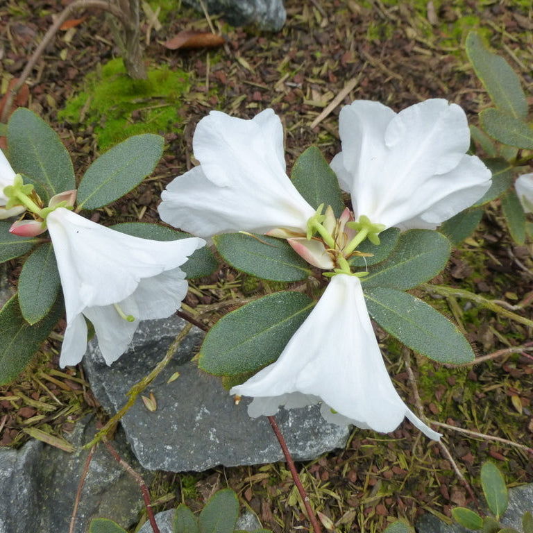 Rhododendron levinei  (ex. CGG