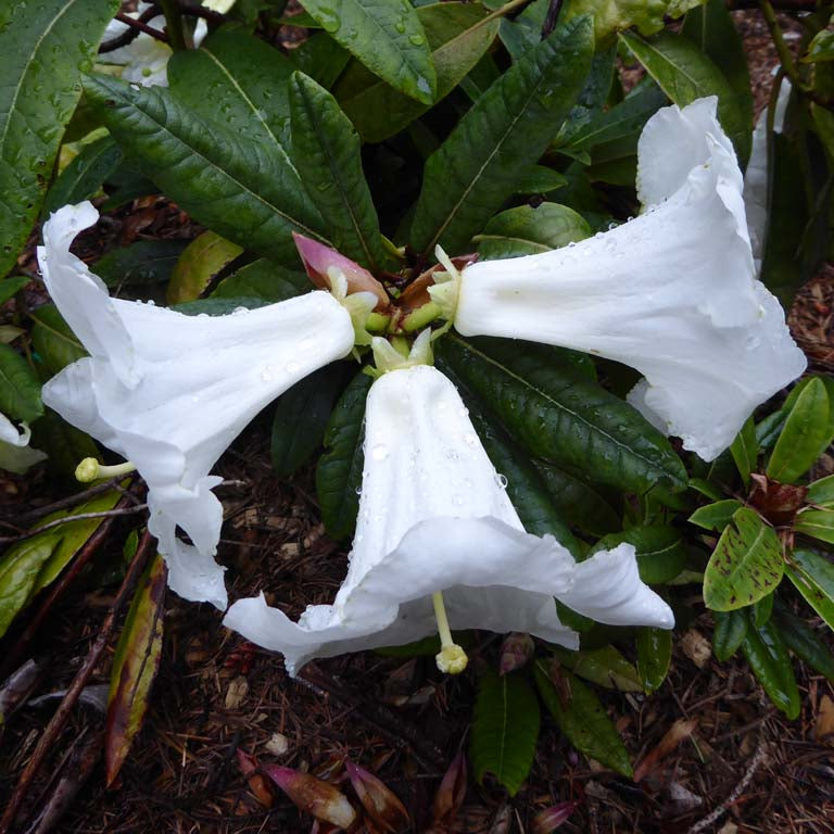 Rhododendron liliiflorum  CGG