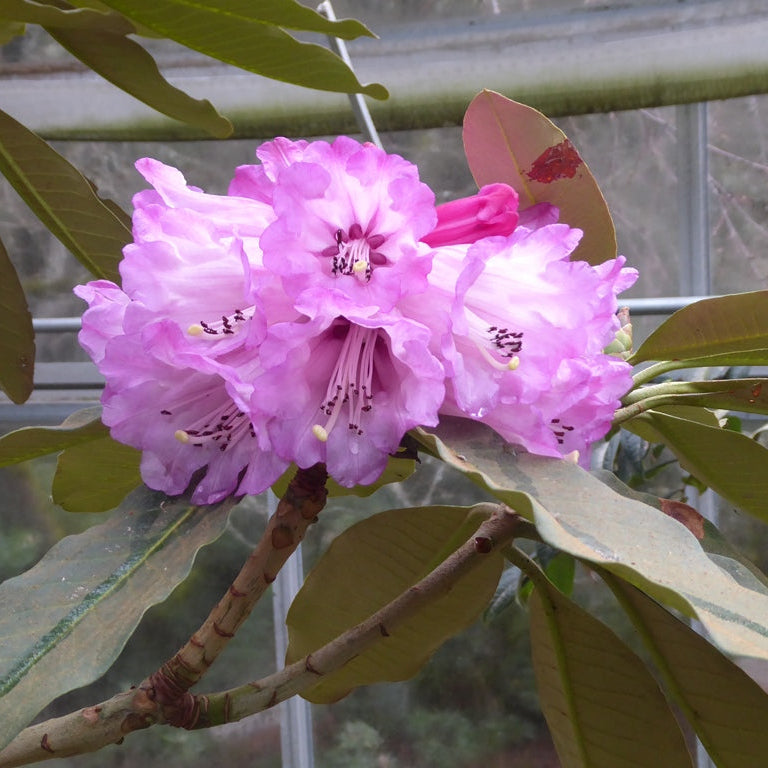 Rhododendron magnificum