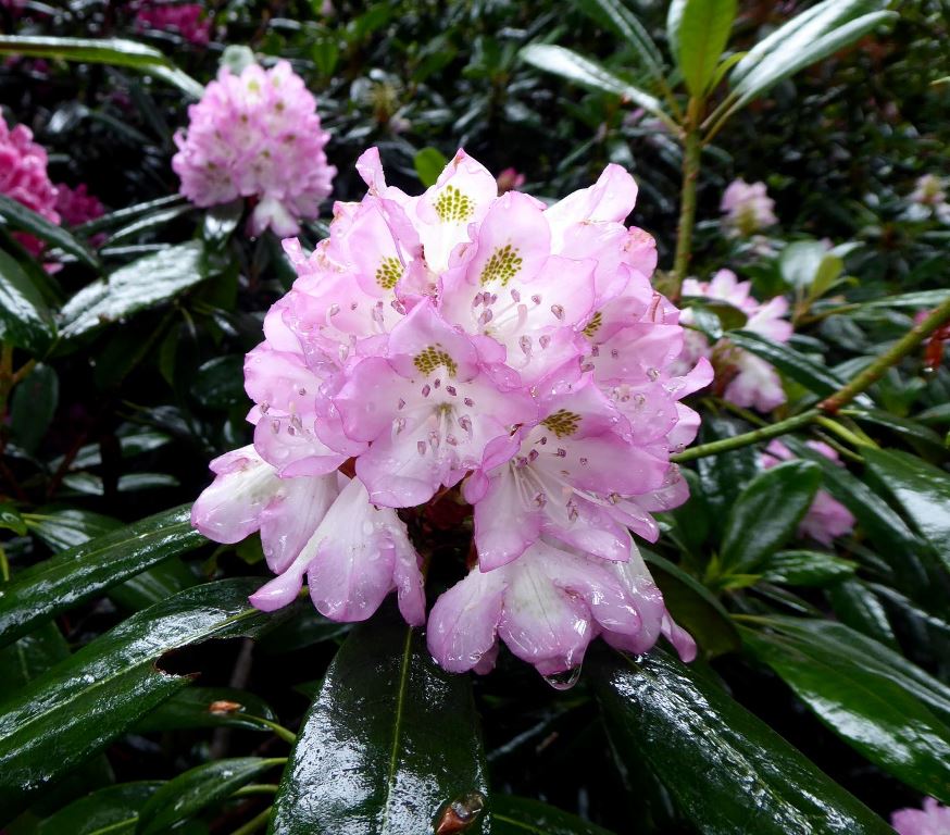 Rhododendron maximum