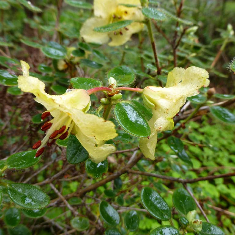 Rhododendron megeratum  1965/261