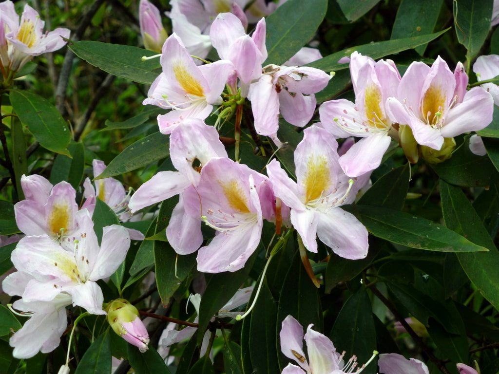 Rhododendron moulmainense  CGG