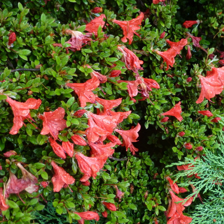 Rhododendron nakaharae 'Mt. Seven Star' 1975/267