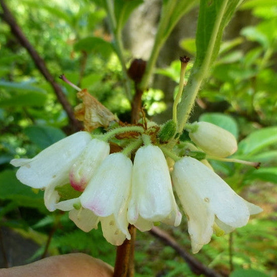 Rhododendron nipponicum