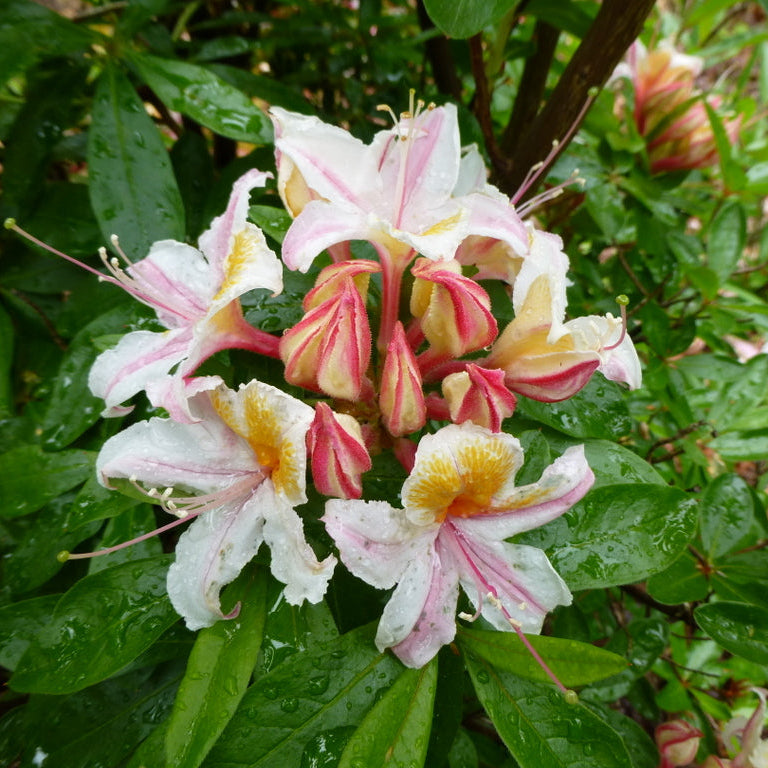 Rhododendron occidentale  2023sd195