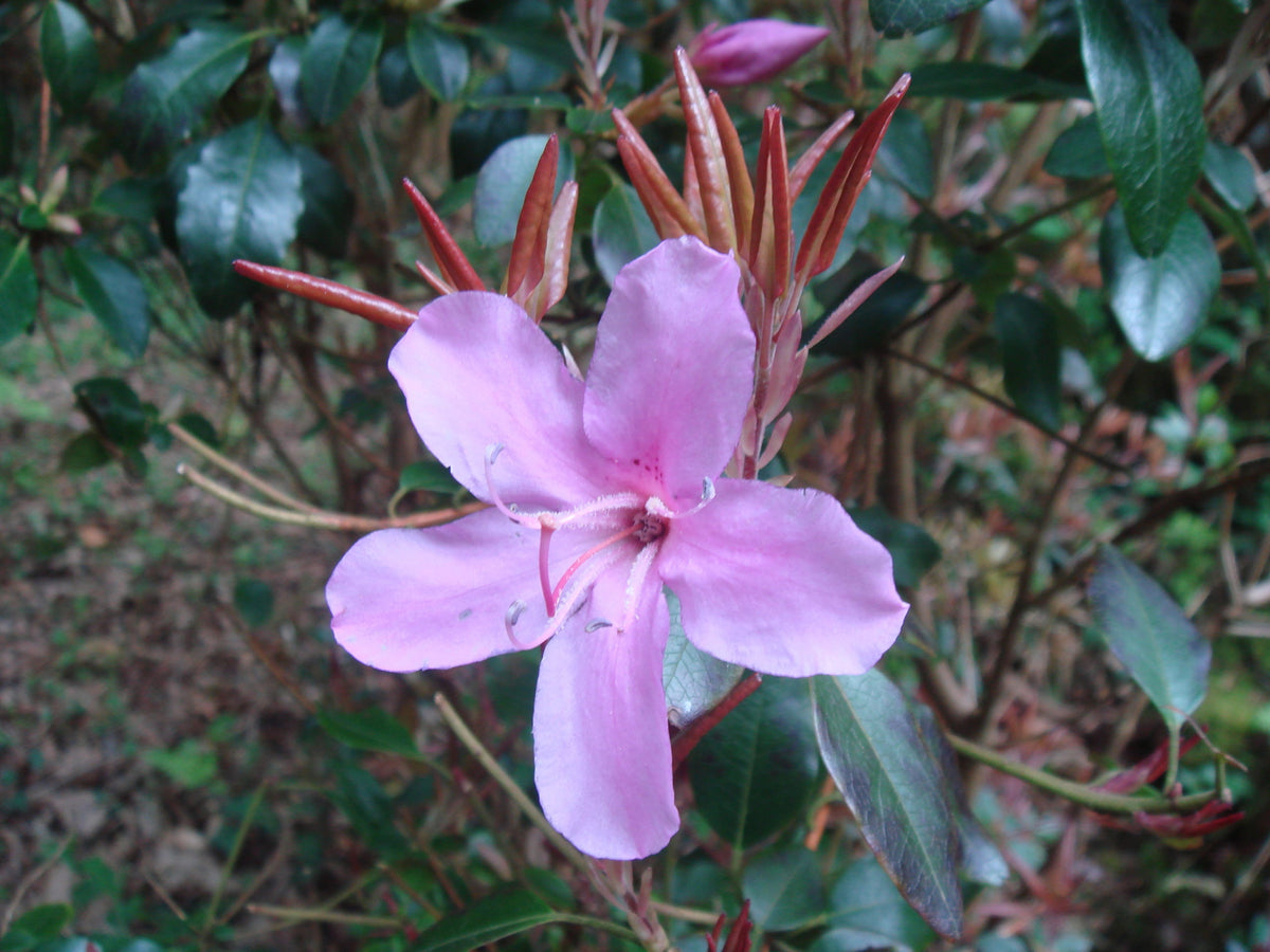 Rhododendron ovatum  ex. FSE
