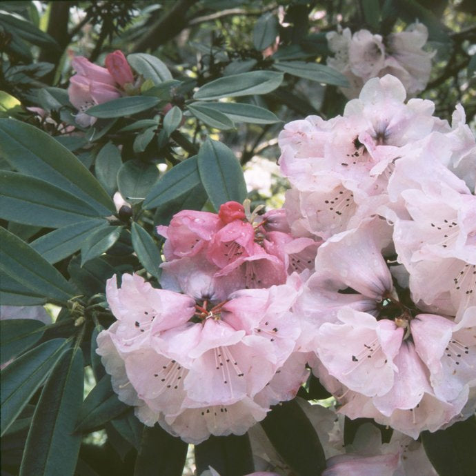 Rhododendron pachytrichum  CDHM