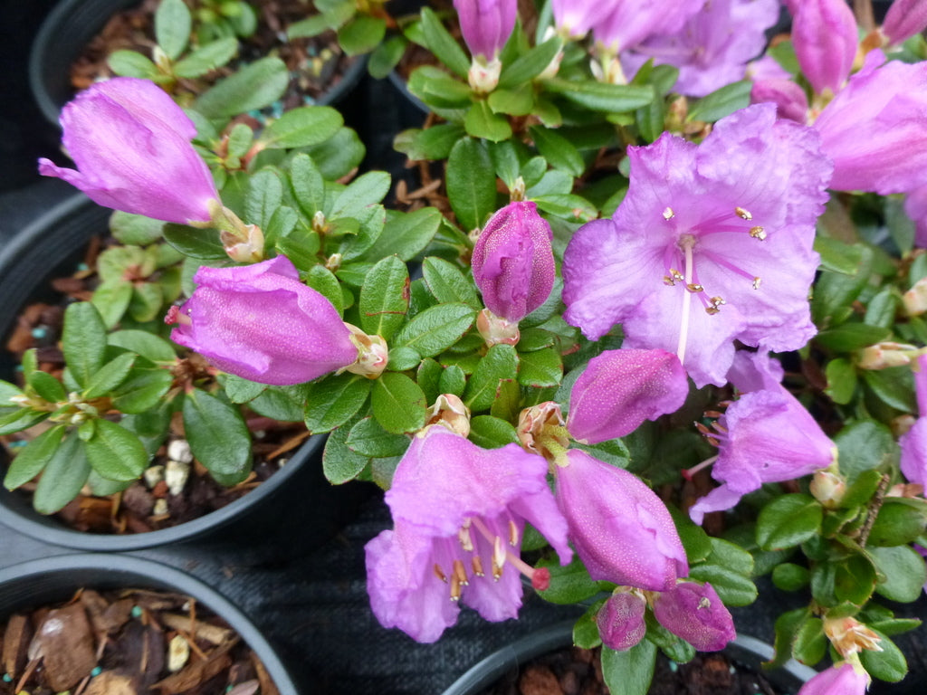 Rhododendron pemakoense  1970/042
