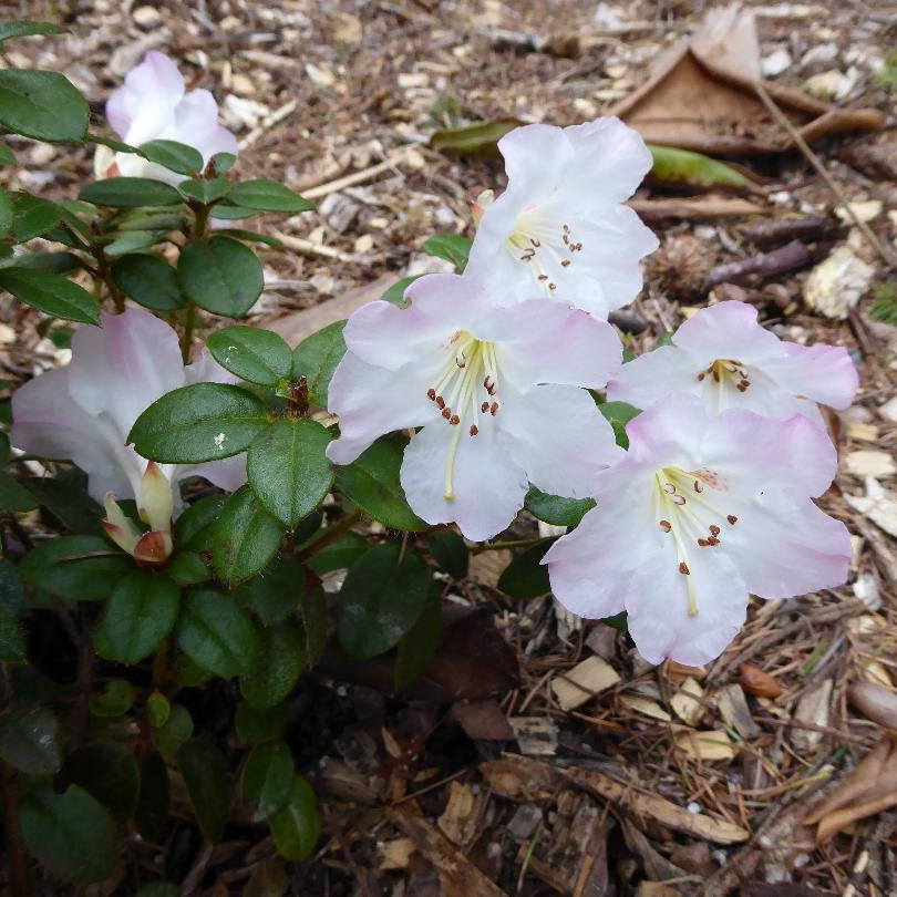 Rhododendron petrocharis  2013/276  Guiz