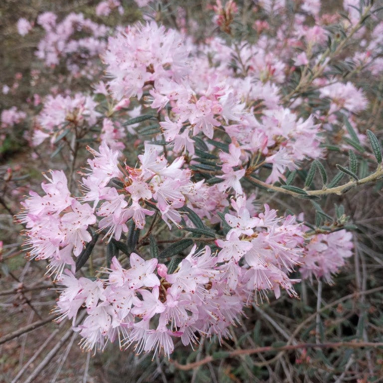 Rhododendron pubescens  'Fine Bristles'  1970/114  KW