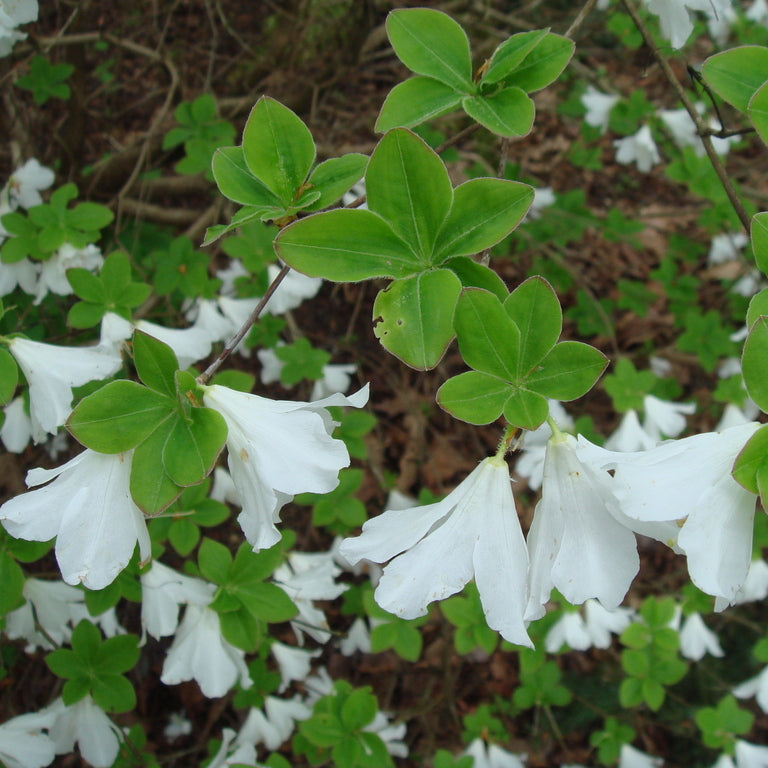 Rhododendron quinquefolium