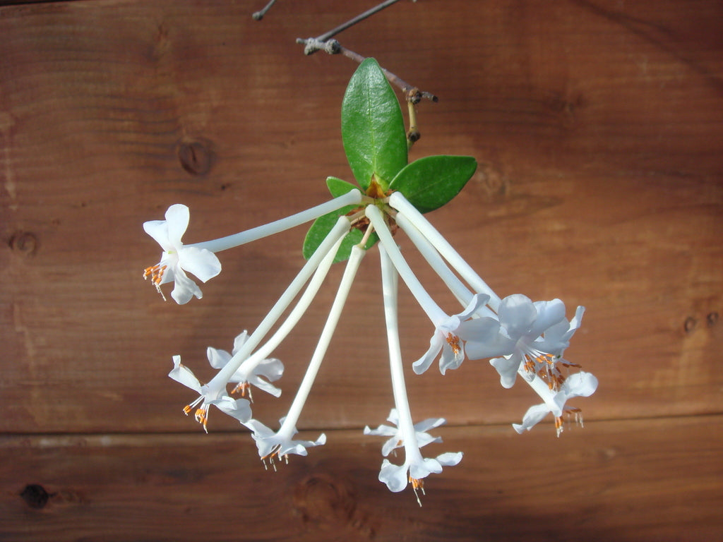 Rhododendron radians  1997/063
