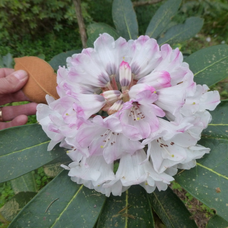 Rhododendron rex ssp. fictolacteum  RSBG