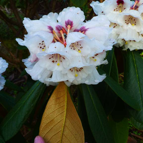 Rhododendron rothschildii  RSBG (2g)