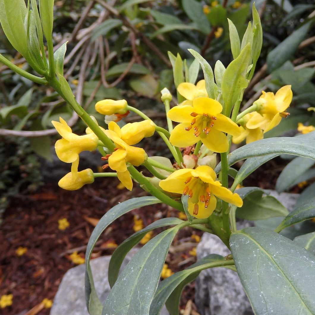 Rhododendron rushforthii