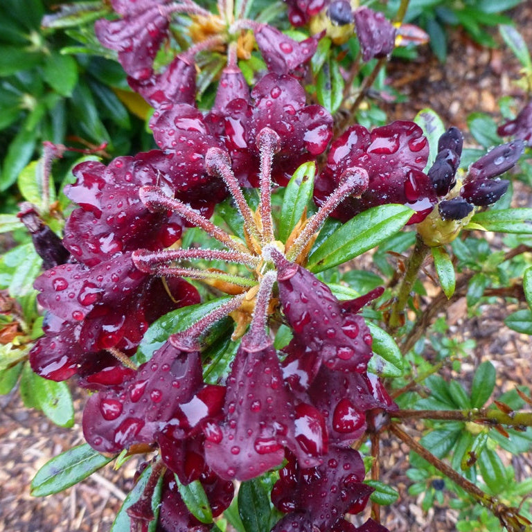 Rhododendron sanguineum ssp. didymum  DGEY