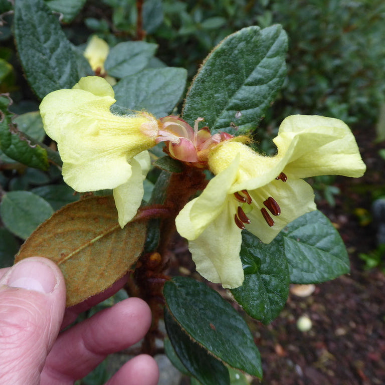 Rhododendron seinghkuense