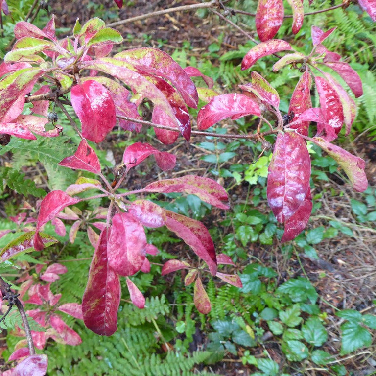 Rhododendron semibarbatum