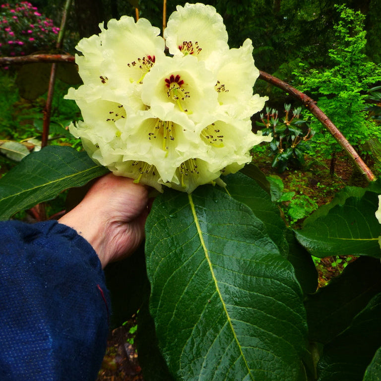 Rhododendron sinofalconeri  RSBG