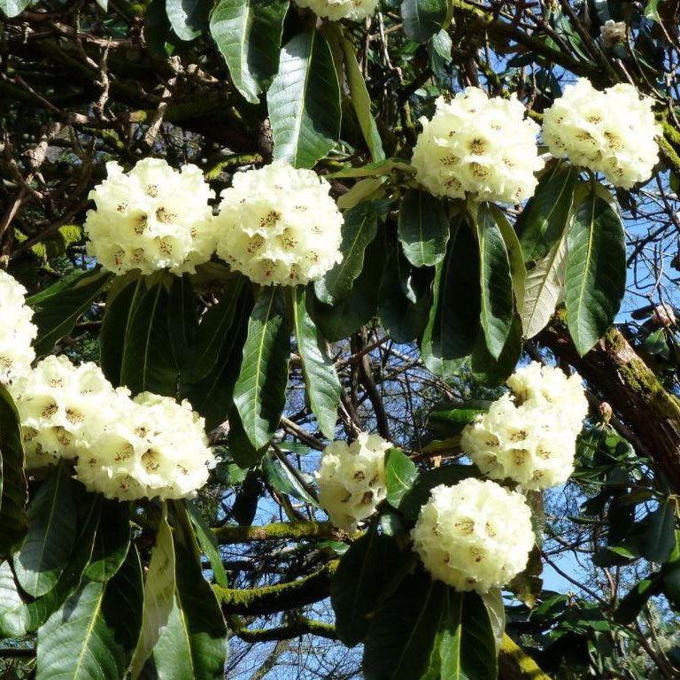 Rhododendron sinogrande