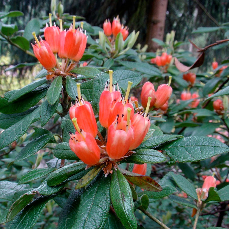 Rhododendron spinuliferum  1987/014  SBEC