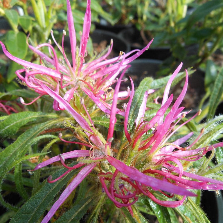 Rhododendron stenopetalum 'Linearifolium'  1965/447
