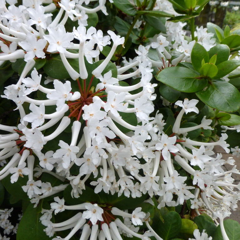 Rhododendron suaveolens