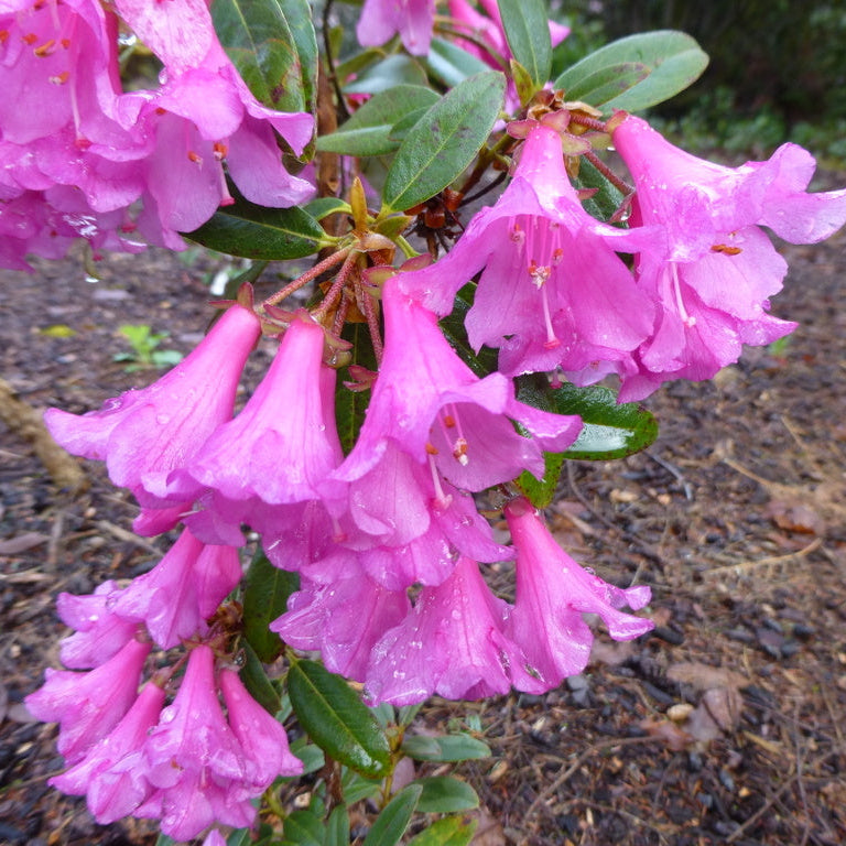 Rhododendron tephropeplum  APA
