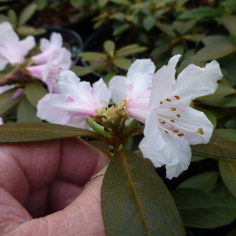 Rhododendron tephropeploides  DJHMV