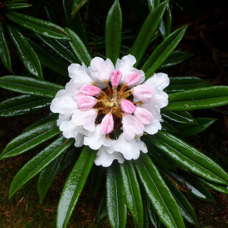 Rhododendron thayerianum  1966/605