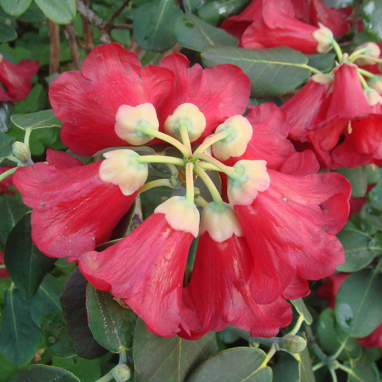 Rhododendron thomsonii ssp. thomsonii  RSBG