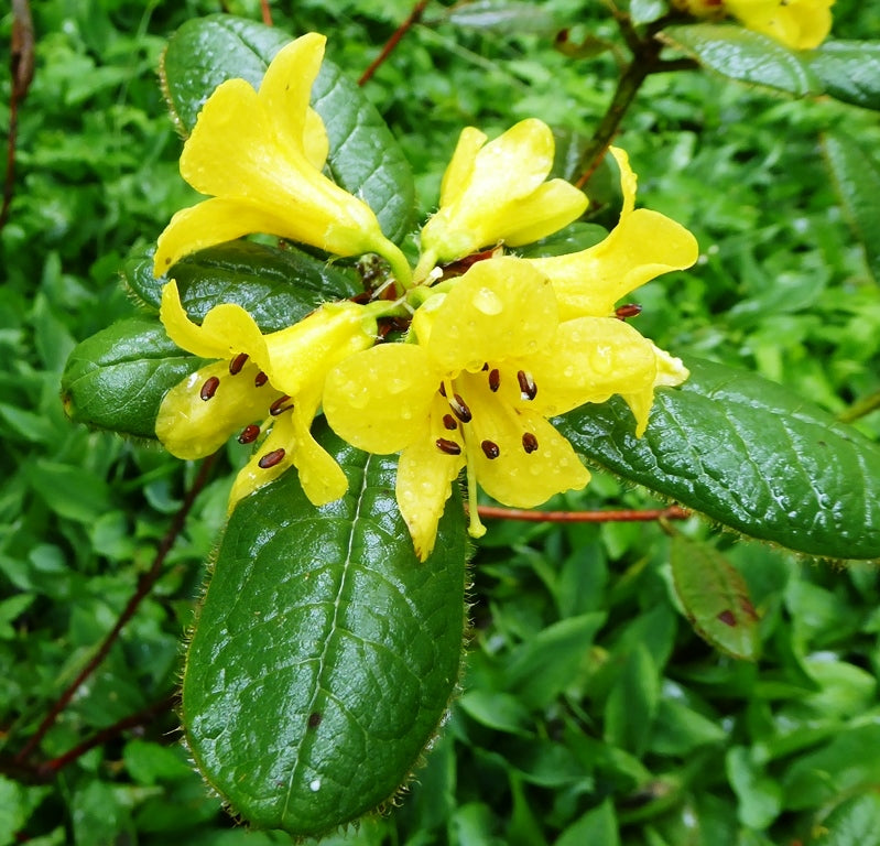 Rhododendron valentinioides  YuGu