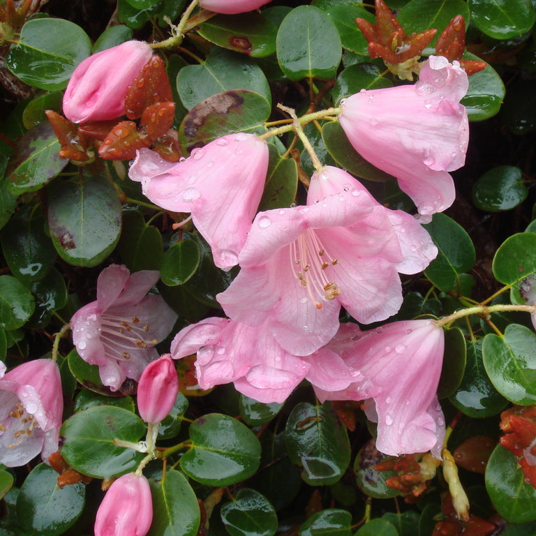 Rhododendron williamsianum  1980/055  W
